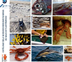 Catálogo de la Biodiversidad Marina de Galicia y Cantábrico de Diversimar