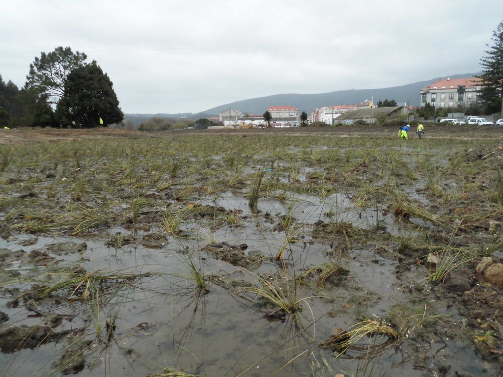 Regeneración ambiental de las marismas de A Xunqueira do Areal, Fase I. Durante