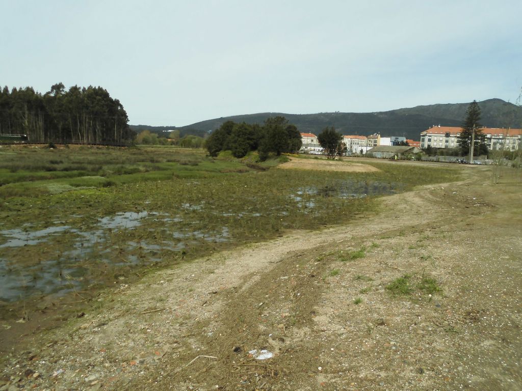 Regeneración ambiental de las marismas de A Xunqueira do Areal, Fase I. Durante