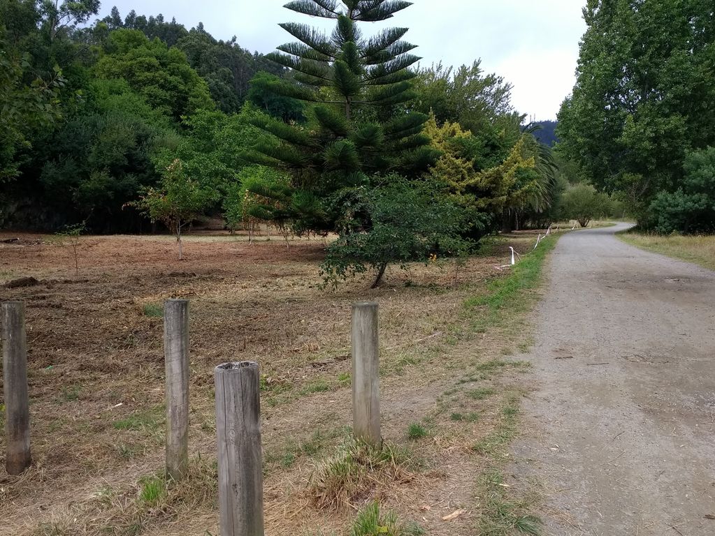 Valdoviño. Limpieza, corta y poda preventiva de vegetación, con posterior aprovechamiento en el D.P.M.T (Después de las obras)