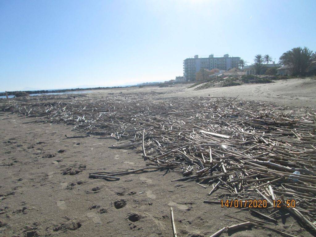 Cañas a retirar en la playa del Marenyet (Cullera)