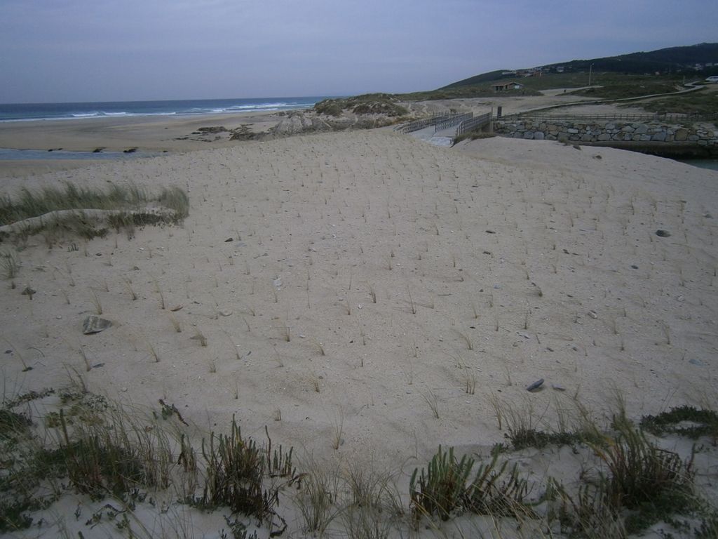 Regeneración dunar en la playa de Razo-Baldaio (T.M.  de Carballo). Después de las obras