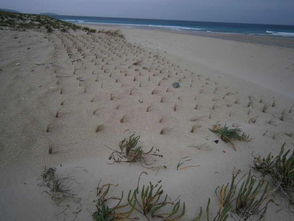 Regeneración dunar en la playa de Razo-Baldaio (T.M.  de Carballo). Después de las obras