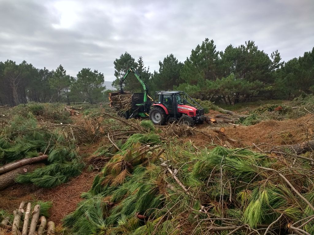 Ferrol. Retirada de biomasa en Esmelle (Durante las obras)