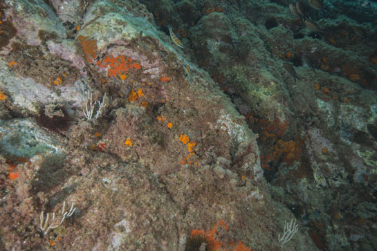 –8m. Las esponjas rojas (Cambre cambre) y otras, aprovechan los huecos dejados entre las algas por los erizos comunes (Paracentrotus lividus).