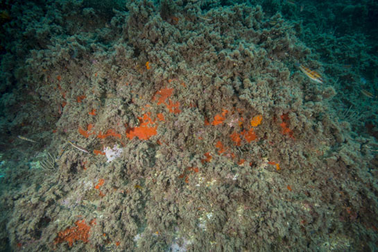 –12m. Esponjas rojas y coral naranja crecen en esta pequeña pared vertical, rodeados de algas pardas. 