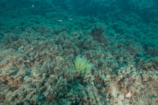 –13m. Un ejemplar solitario de Anemonia viridis destaca por su color amarillo entre las algas pardas.