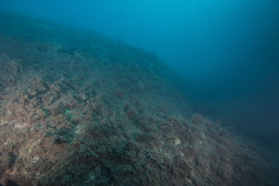 –11m. Si comparamos esta fotografía con la de los transectos realizados en el 2014, en el cercano Tajo del Cementerio, se puede apreciar la gran mortandad que se ha producido, desde entonces, en la población de la gorgonia Eunicella singularis.