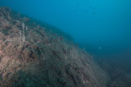 –12m. En la parte exterior del Tajo, la turbidez del agua aumenta rápidamente con la profundidad.