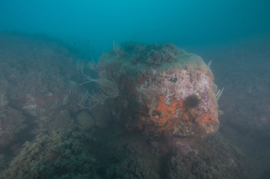 –14m. Un erizo común (Paracentrotus lividus) ramonea en la parte vertical de un bloque de piedra cubierto de algas rojas calcáreas y esponjas rojas.