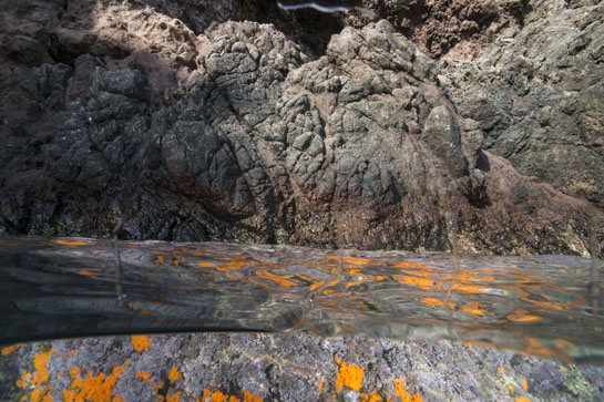 0m. En la imagen se aprecia como predominan el alga roja Corallina elongata y el coral naranja Astroides calycularis.