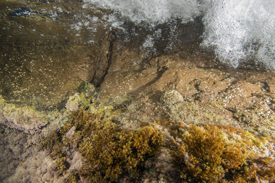 0m. Momento en que la ola cubre el infralitoral superior, observándose con más detalle el ejemplar de  Patella ferruginea, cubierto por Chthamalus stellatus. En el infralitoral inferior las algas Corallina elongata, Cystoseira sp. y por debajo Haliptilon virgatum.