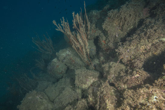 –18m. A esta profundidad aparecen los primeros ejemplares de Ellisella paraplexauroides. Se puede apreciar como disminuye la densidad del “bosque” de algas pardas.