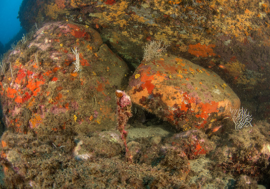 –18m. Los grandes bloques de piedra forman oquedades que permiten el asentamiento de una gran variedad de esponjas junto a tres colonias de la gorgonia Eunicella gazella. Se puede ver también algunos salmonetes reales Apogon imberbis y en primer término un fragmento, muerto y cubierto de epibiontes, de la gorgonia Elisella paraplexauroides.