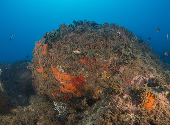 –20m. Sobre el bloque de piedra crecen tres especies de gorgonias: Eunicella singularis, Leptogorgia sarmentosa y Elisella paraplexauroides, y en la parte inferior del mismo Eunicella gazella. También es posible observar el briozoo Reteporella grimaldii o encaje de venus y dos ejemplares de la ascidia de color rojo Halocynthia papillosa.