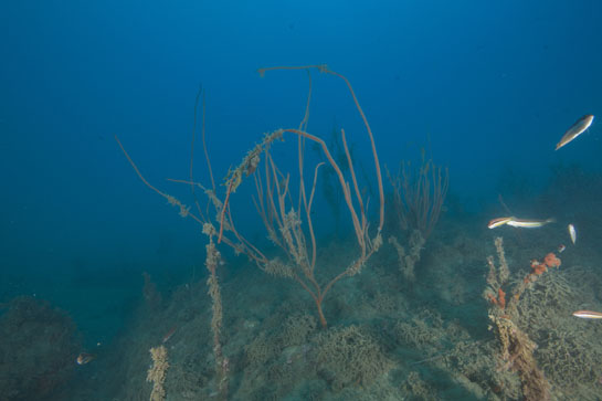 –18m. Algunos ejemplares de Ellisella paraplexauroides se encuentran partidos en su base, posiblemente por la pesca artesanal o deportiva.