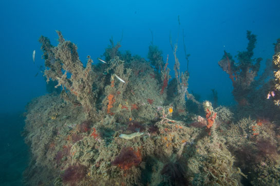 –19m. Casi el cien por cien de las gorgonias de la especie Ellisella paraplexauroides que viven en el canal entre el Congreso e Isabel II, están fuertemente epifitadas. En el centro, de color amarillo, un molusco nudibranquio de la especie Felimare picta.