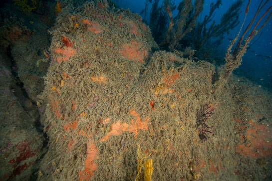 –25 m. Esponjas rojas y las dos variedades de Paramuricea clavata (amarilla y morada), se asientan en esta pared vertical, debajo de un “bosque” de Ellisella paraplexauroides, muy epifitadas.
