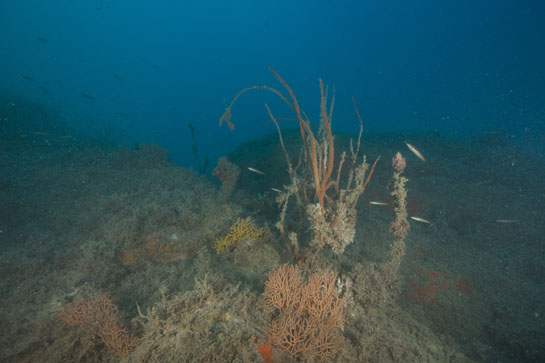 –20m. Diferentes especies de gorgonias viven sobre la superficie del “Portaviones”: Leptogorgia sarmentosa, Paramuricea clavata y Ellisella paraplexauorides.