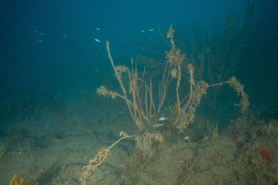 ) –29m. Un pequeño grupo de salmonetes de roca (Mullus surmuletus) nada entre una Ellisella paraplexauroides muy epifitada.
) –29m. Un pequeño grupo de salmonetes de roca (Mullus surmuletus) nada entre una Ellisella paraplexauroides muy epifitada.
) –29m. Un pequeño grupo de salmonetes de roca (Mullus surmuletus) nada entre una Ellisella paraplexauroides muy epifitada.
) –29m. Un pequeño grupo de salmonetes de roca (Mullus surmuletus) nada entre una Ellisella paraplexauroides muy epifitada.
) –29m. Un pequeño grupo de salmonetes de roca (Mullus surmuletus) nada entre una Ellisella paraplexauroides muy epifitada.
–29m. Un pequeño grupo de salmonetes de roca (Mullus surmuletus) nada entre una Ellisella paraplexauroides muy epifitada.





