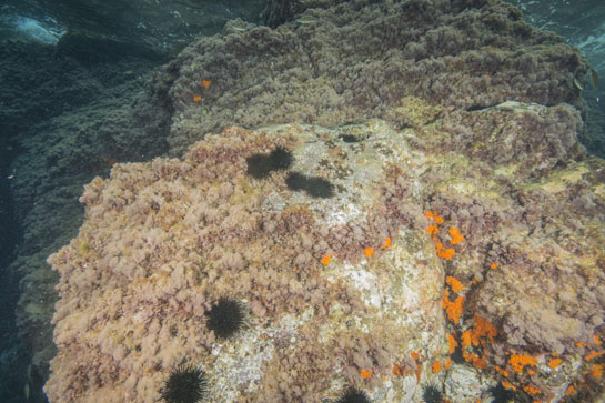 –2m. Aparecen, en las zonas más umbrías, las primeras colonias del coral naranja (Astroides calycularis).