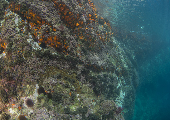 –2m. Con el aumento de la profundidad aparecen los primeros ejemplares del alga parda Halopteris scoparia. En la parte inferior central se distingue, por su color verde, debido a la presencia de zooxantelas, una colonia del coral Oculina patagónica.