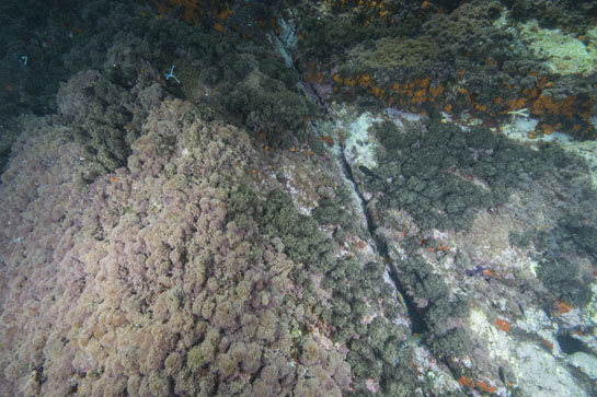 –3m. Las primeras gorgonias de la especie Eunicella singularis aparecen a tan escasa profundidad debido a la umbría del Tajo. También se observan nadando varias castañuelas , Chromis chromis, y fredis, Thalassoma pavo.