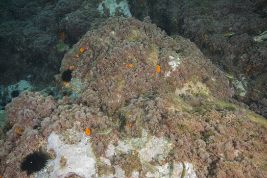 –4m. Los fredis (Thalassoma pavo) son peces hermafroditas que se reproducen durante el verano, momento en que las hembras forman grupos bajo la tutela de machos terminales. 