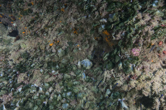 – 4m. El alga parda Halopteris scoparia compite por el sustrato con el alga verde Flabellia petiolata.