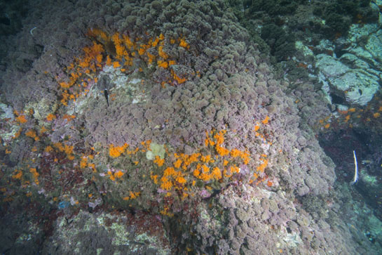 –4m. Unos pequeños extraplomos permiten que las colonias de coral naranja, Astroides calycularis, ganen, en su pulso por el sustrato, a las algas rojas.