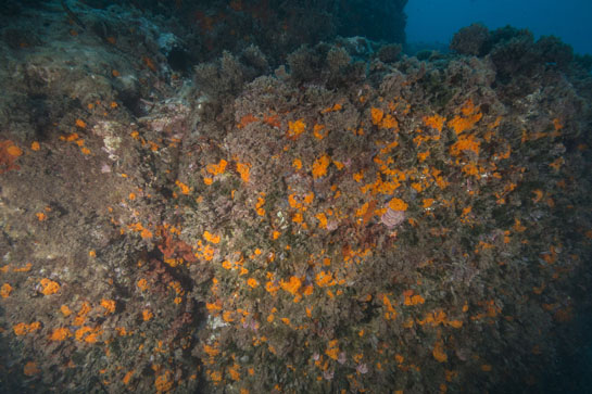 –7m. El llamativo color de este extraplomo es debido al coral naranja y a las algas rojas calcáreas.