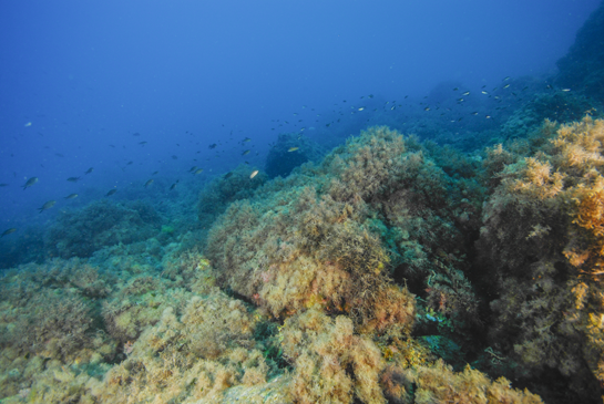 -9m. Diferentes especies de algas cubren totalmente el fondo rocoso. Sobre ellas nada un grupo numeroso de castañuelas Chromis chromis, un Serranus cabrilla y un pez verde Thalassoma pavo.