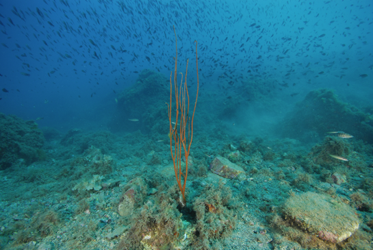 -17m. En el piso circalitoral la disminución de la luz, por el aumento de la profundidad, reduce el crecimiento algal y permite el desarrollo de diferentes especies de invertebrados, como la gorgonia Ellisella paraplexauroides.