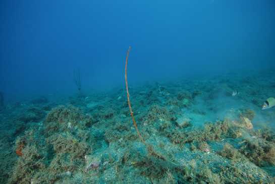 -19m. Dos mojarras Diplodus vulgaris nadan cerca de una Ellisella paraplexauroides, con un extraño crecimiento en un solo eje.