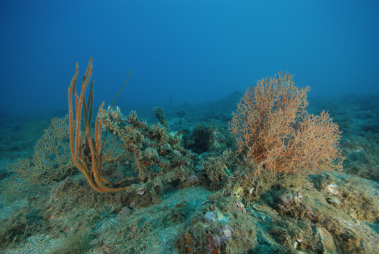 -25m. Los extremos de esta Ellisella paraplexauroides todavía sobreviven, a pesar de que casi toda la colonia se encuentra tumbada en el fondo y cubierta de diferentes organismos. A ambos lados dos ejemplares de la gorgonia Leptogorgia sarmentosa.