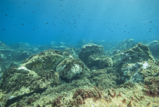 -3m. En esta parte del transecto, poco profunda y con escasa pendiente, se desarrolla, bajo una nube de castañuelas Chromis chromis, una comunidad de Algas Fotófilas de Modo Calmo.