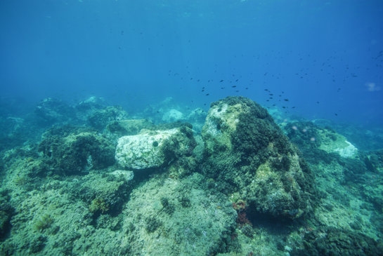 -4m. Aspecto de la Comunidad de Algas Fotófilas de Modo Calmo en donde es muy abundante el alga parda Halopteris scoparia.