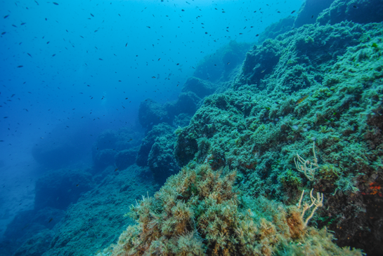 -13m. Algunas gorgonias blancas Eunicella singularis crecen entre la maraña de algas.