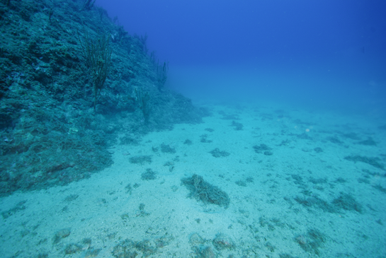 -22m. Algunas piedras sueltas permiten, en el fondo arenoso, el crecimiento de invertebrados de porte elevado, como esta gorgonia blanca Eunicella singularis.