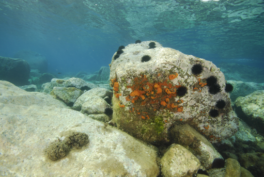 -1m. Los pequeños extraplomos que se dan en esta zona de poca profundidad son aprovechados por diferentes invertebrados esciáfilos para desarrollarse.