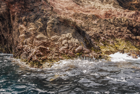 0m. En esta fotografía, tomada en el piso mediolitoral, se observa, sobre el cinturón de algas, las lapas Patella rustica y la especie, en peligro de extinción, Patella ferruginea.