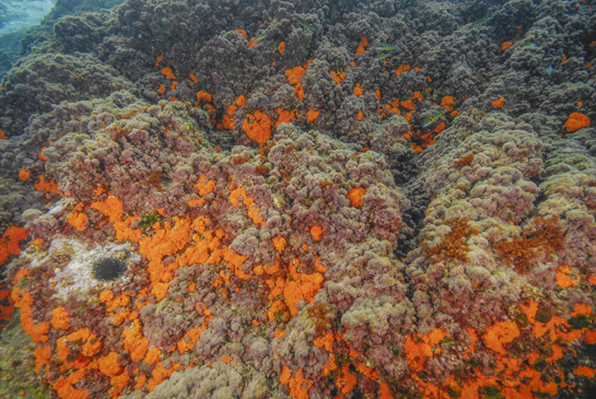 -2m. La disminución de la luz, al aumentar la inclinación del sustrato, desplaza la balanza, por la pugna por el sustrato, hacia el coral naranja Astroides calycularis.