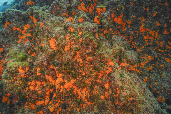 -4m. La verticalidad del transecto y la orientación favorecen el asentamiento del coral naranja Astroides calycularis.