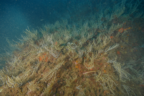 -18m. La gorgonia Eunicella singularis sigue predominando en estos fondos rocosos.  