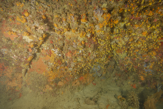 -23m. Las esponjas y corales llenan de colorido este extraplomo. En la parte inferior derecha sobresale del fondo fangoso el bivalvo Pinna squamosa.