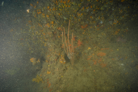 -26m. La turbidez de las aguas aumenta con la profundidad del transecto. En el centro de la imagen una gorgonia gigante Ellisella paraplexauroides y justo por detrás una gorgonia blanca, posiblemente Eunicella gazella.