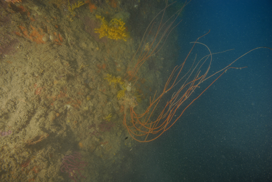 -29m. Las gorgonias gigantes Ellisella paraplexauroides se encuentran en bastante buen estado en este transecto.