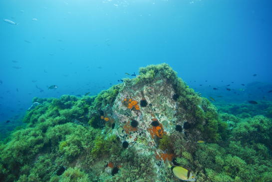 -5m. La parte superior de la Laja se encuentra totalmente cubierta por algas siendo muy abundante el alga parda Dictyota dichotoma. En la parte central se ve una zona en donde el ramoneo de los erizos, Arbacia lixula y Paracentrotus lividus, sólo permite el crecimiento de algas coralinas incrustantes. También se aprecia varias colonias del coral naranja Astroides calycularis, esponjas rojas y dos valvas del molusco Spondylus gaederopus. Este bivalvo vive fijo al sustrato al estar cementada su valva derecha y, normalmente, su valva izquierda se encuentra cubierta por esponjas rojas. En los últimos años esta especie ha sufrido varios procesos de mortandad, en Chafarinas no se observó ningún ejemplar vivo durante la campaña de muestreo que realizamos en agosto de 2014.