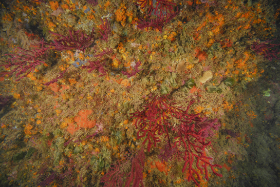 -19m. El colorido del coralígeno de Chafarinas es todo un espectáculo.