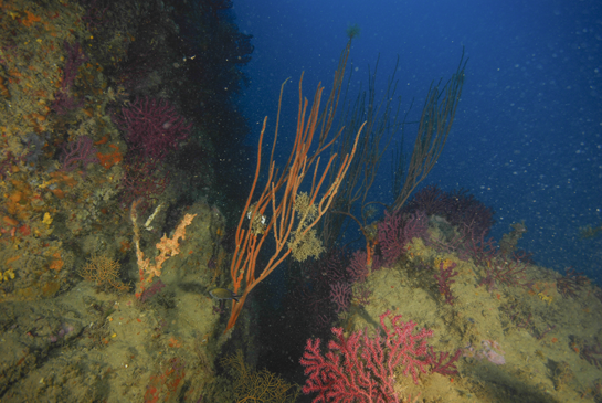 -25m. Varios colonias de Ellisella paraplexauroides crecen junto a una muerta cubierta por esponjas rojas